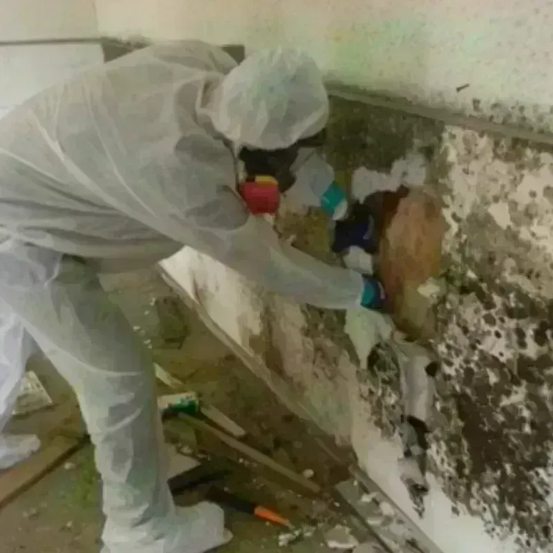 Mold Remediation and Removal in Yosemite Lakes, CA